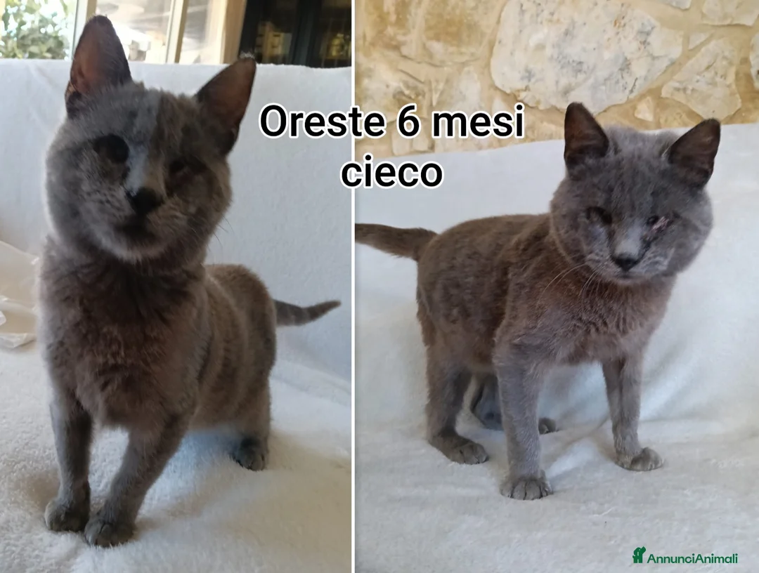 Altre razze gatti in regalo: GATTINI ABBANDONATI: URGENTE  a Città Metropolitana di Torino - Annuncio 2