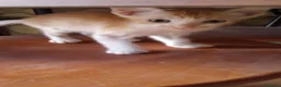 Europeo gatti in regalo: Regaloo Gattinii - Annuncio 5