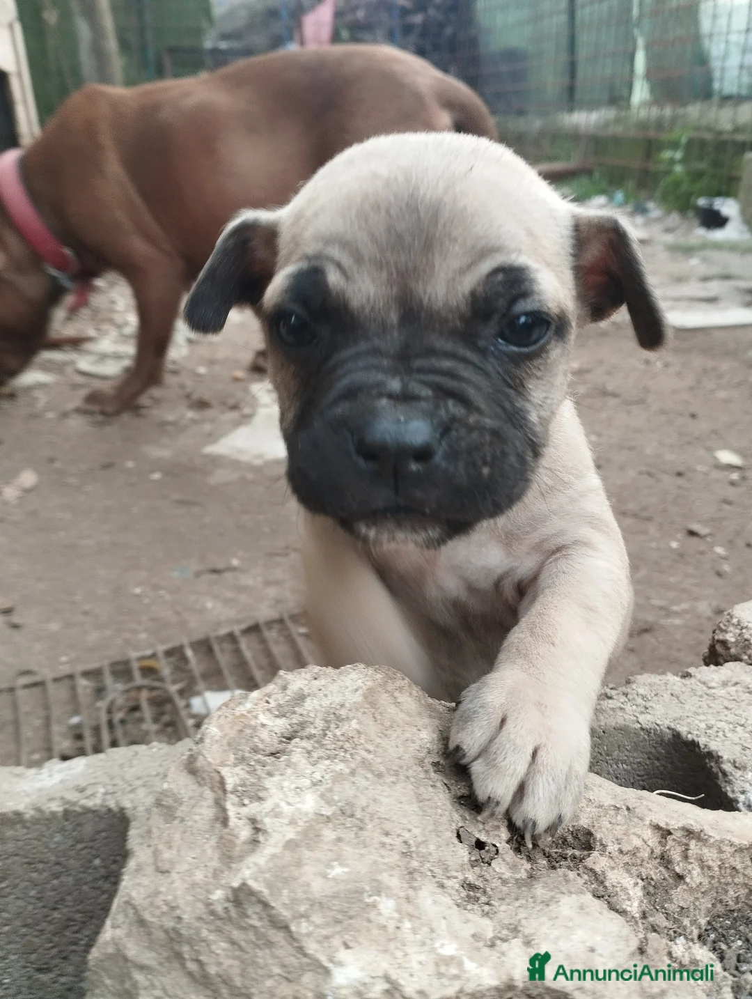 Pitbull cani in regalo: Regalo cuccioli  - Annuncio 9
