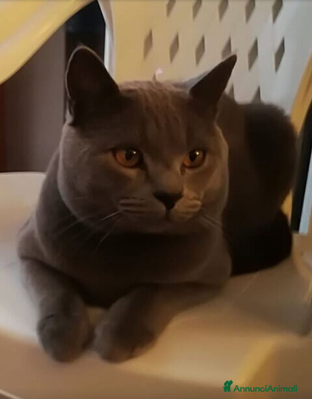 Certosino gatti in vendita: Cuccioli di CERTOSINO PURISSIMI a Metropolitan City of Milan - Immagine 13
