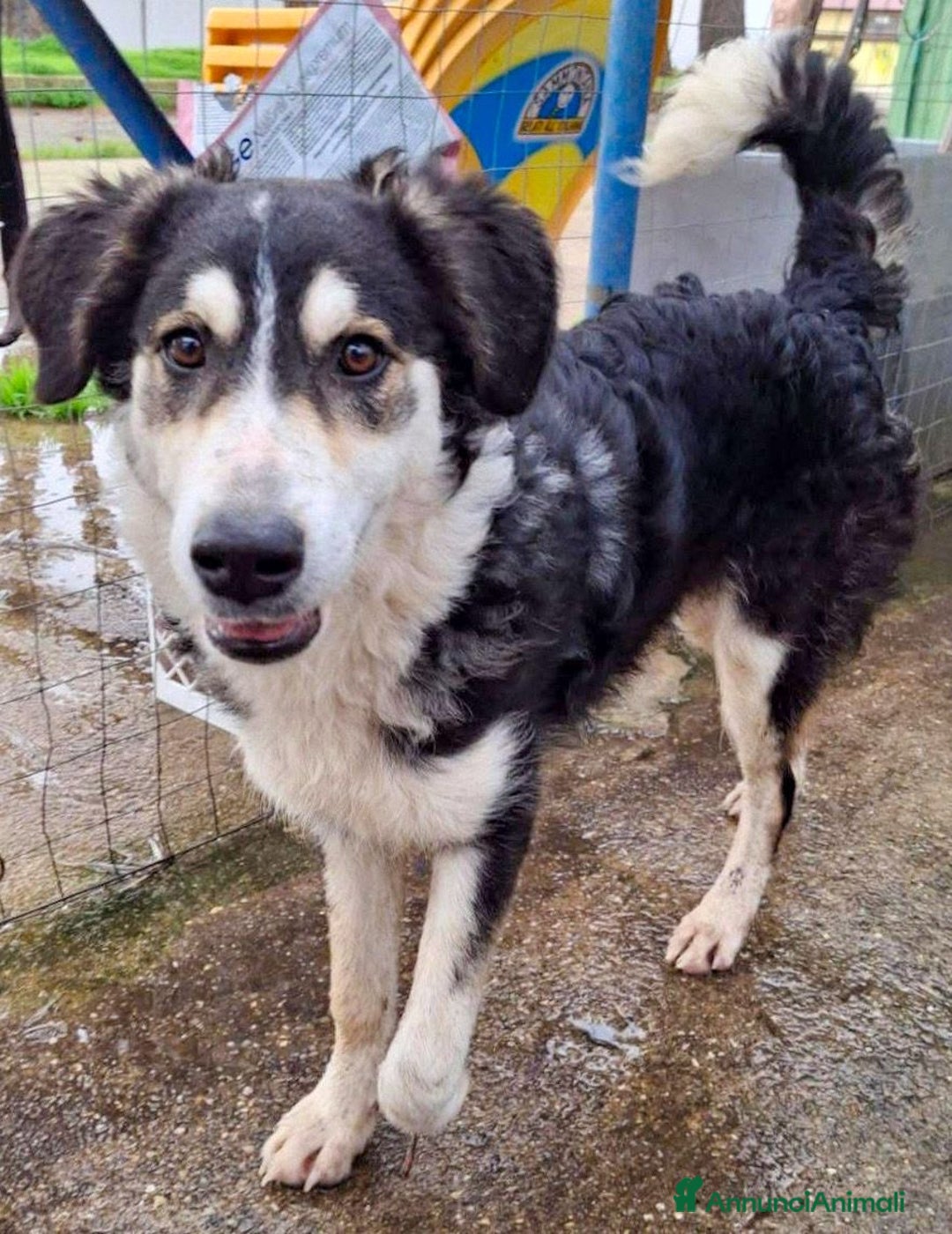 Meticcio cani in regalo: BRETZEL 🩷-cucciola, ancora senza casa.Contattaci! - Annuncio 3