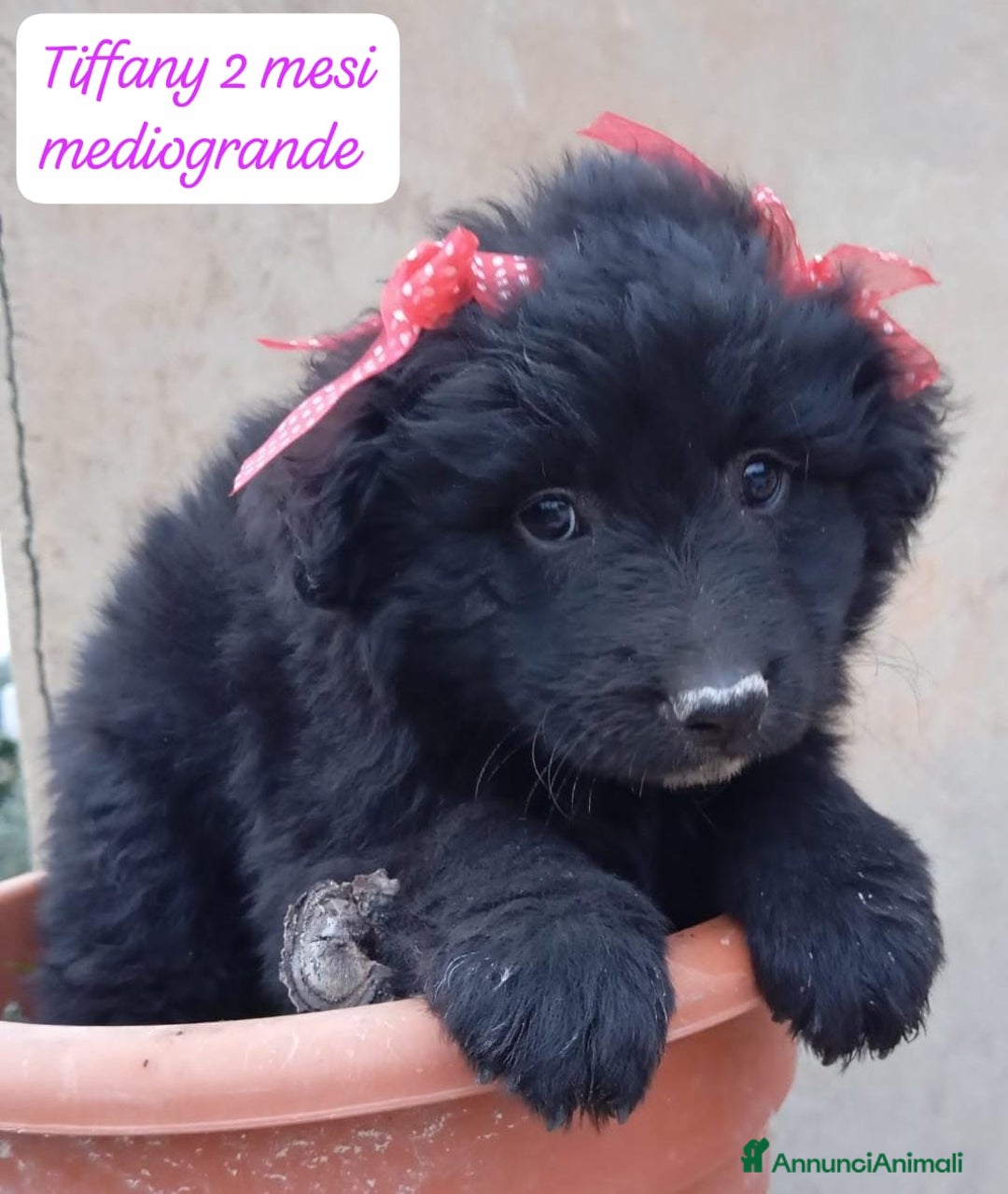 Meticcio cani in regalo: Tanti bellissimi cuccioli da adottare  - Annuncio 6