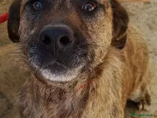 Meticcio cani SAMIRA giovane,timida e remissiva - Annuncio 41