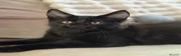 Maine Coon gatti in vendita: Cucciolo Maine coon maschio  - Annuncio 11