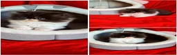 Persiano gatti in vendita: Persiani ipertipici  - Annuncio 3