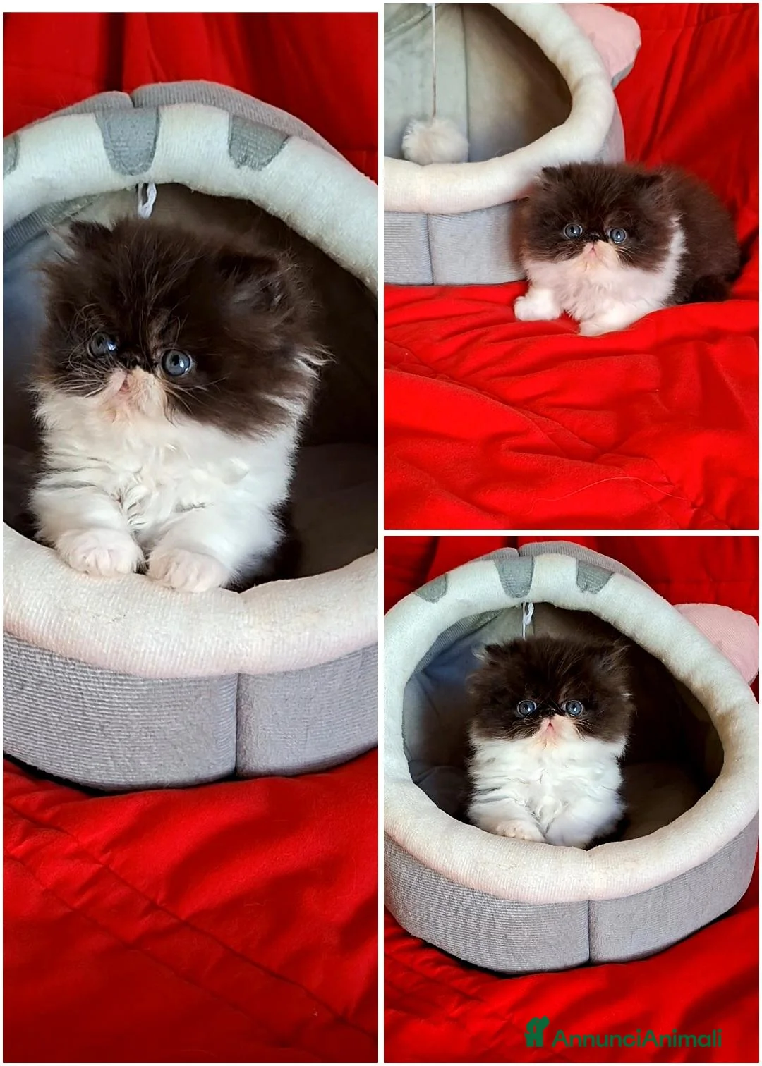 Persiano gatti in vendita: Persiani ipertipici  - Annuncio 3