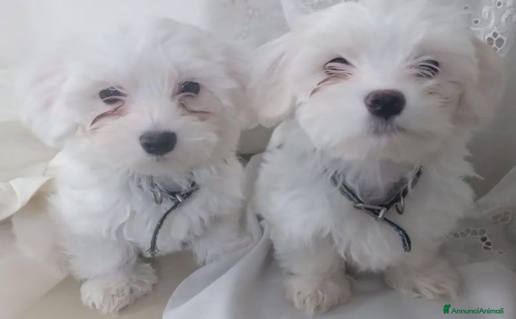 Maltese cani - Annuncio 14