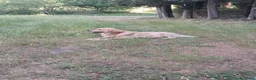 Golden Retriever cani in vendita: Cuccioli Golden Retriever Americano  - Annuncio 7