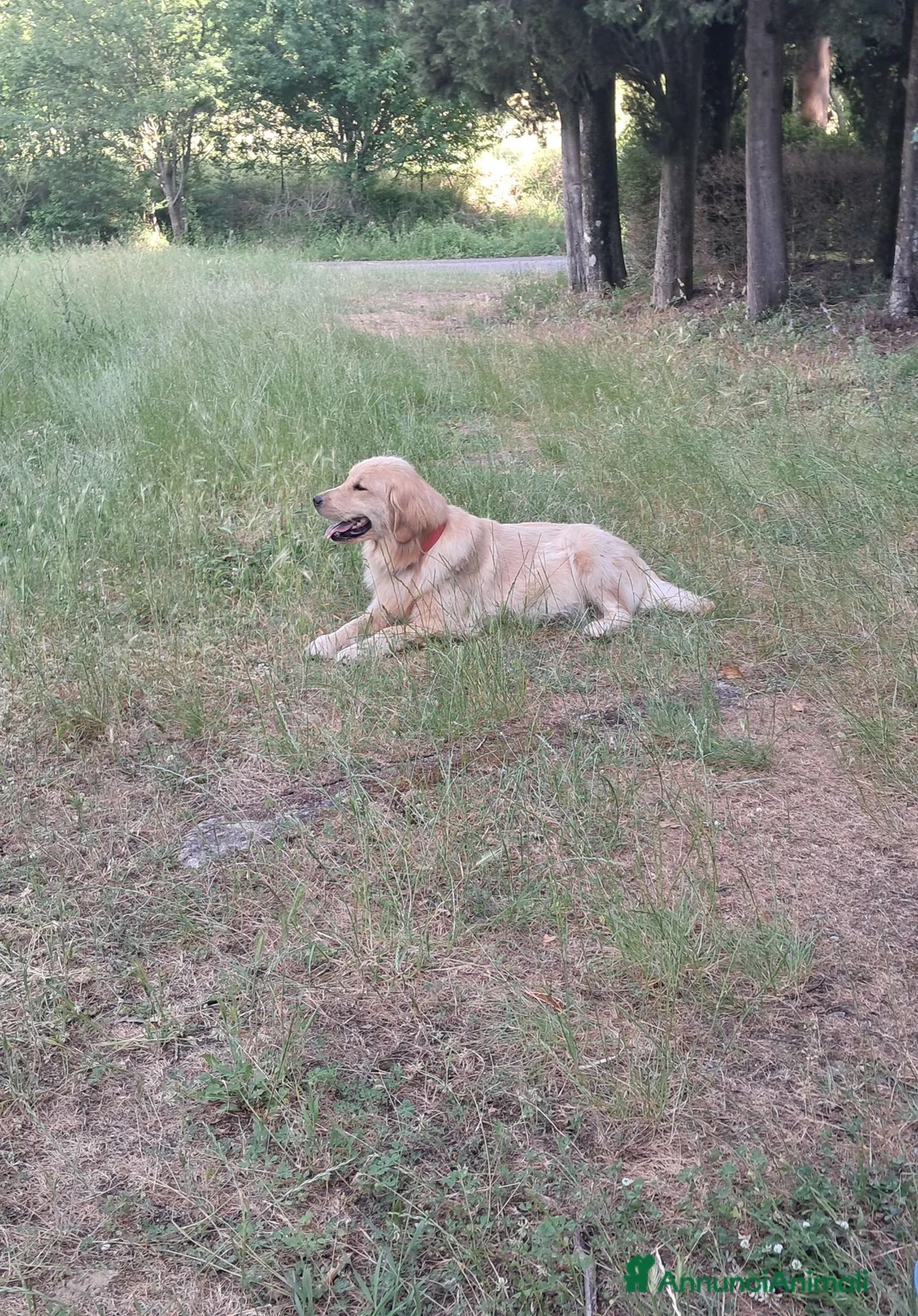 Golden Retriever cani in vendita: Cuccioli Golden Retriever Americano  - Annuncio 7