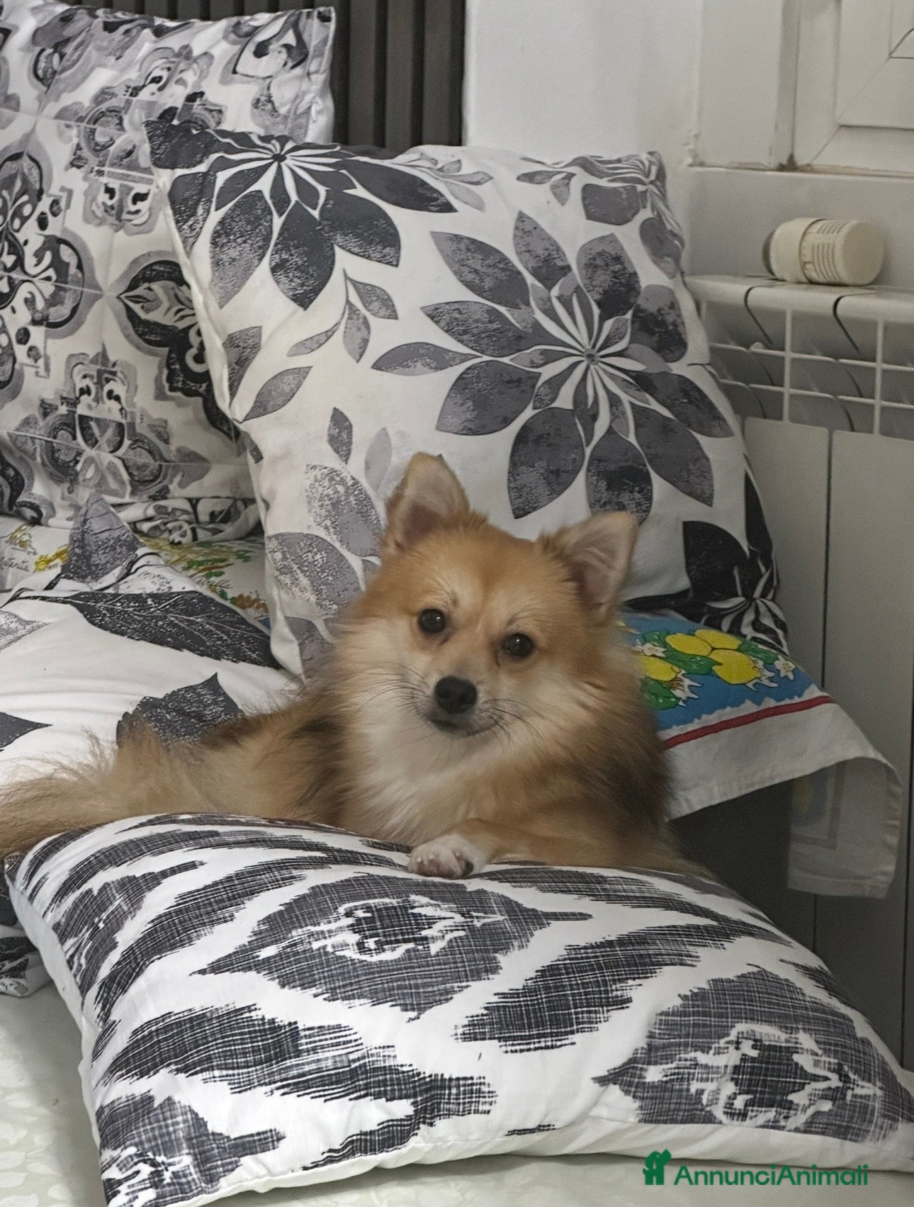 Volpino Pomerania cani Maschietto disponibile per monta  - Annuncio 2