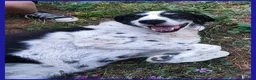 Meticcio cani in regalo: CHIANINA nonnina patatona! a Città metropolitana di Milano - Annuncio 5