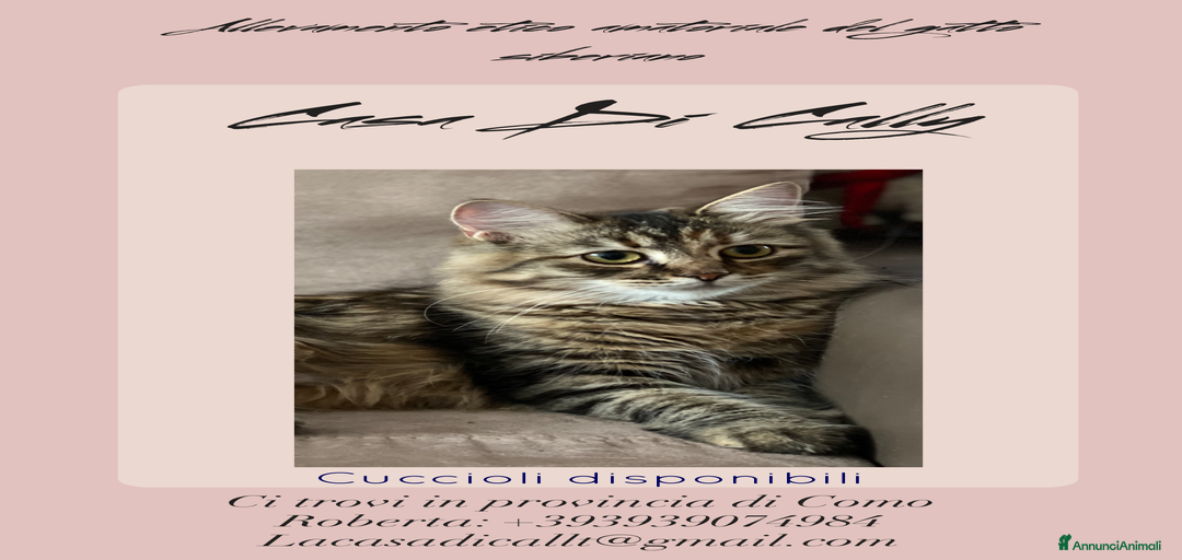 Immagine della galleria {{count}}