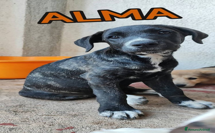 Cane Corso cani a Provincia di Varese - Annuncio 3