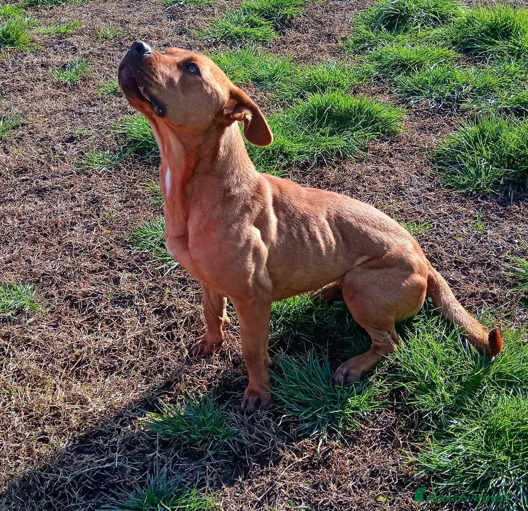 Altre razze cani in regalo: LAYLa, occhi profondi e tristi a Provincia di Latina - Annuncio 15