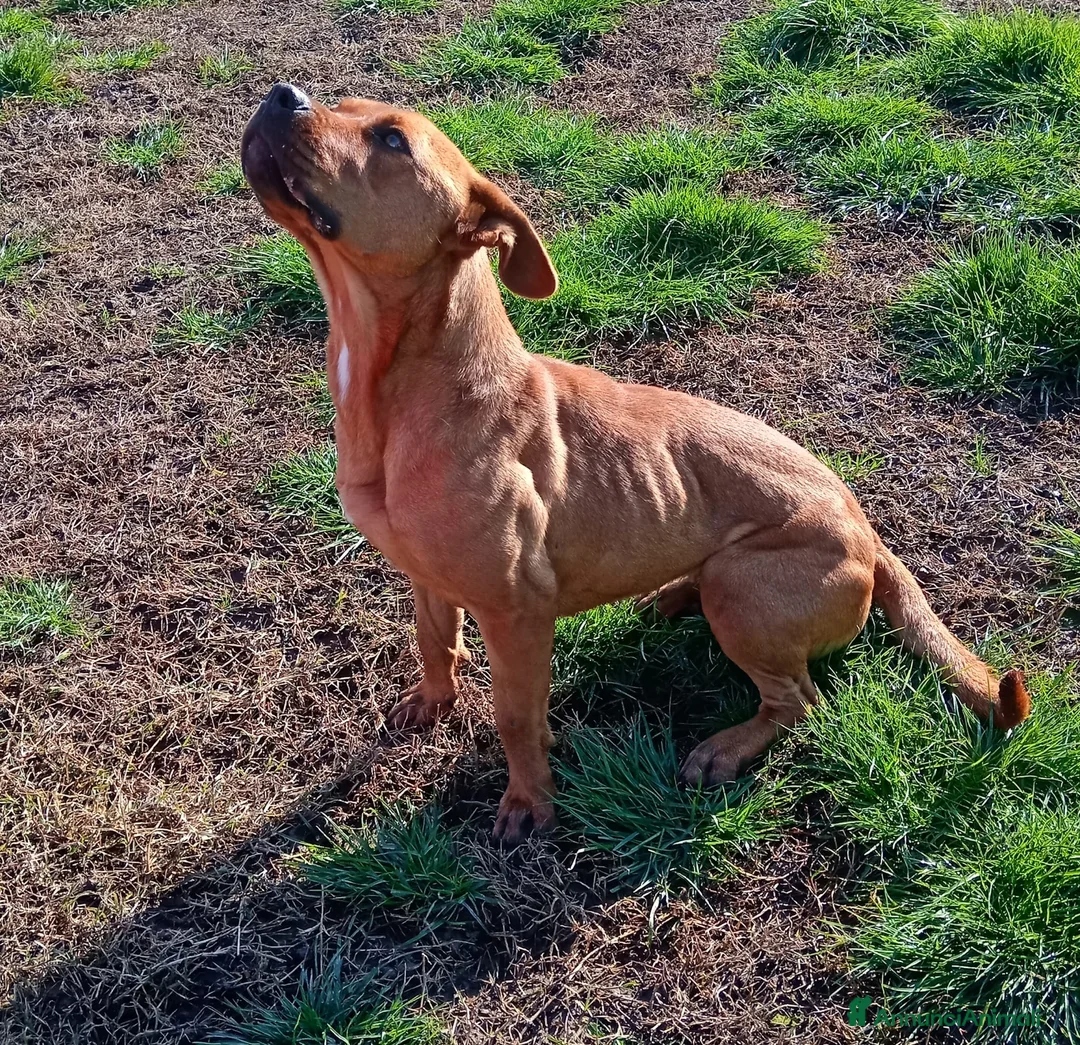 Altre razze cani in regalo: LAYLa, occhi profondi e tristi a Provincia di Latina - Annuncio 15