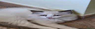 Ragdoll 3