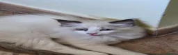 Ragdoll gatti in vendita: Cuccioli di Ragdoll, 3 Mesi, Genitori con Pedigree - Annuncio 9
