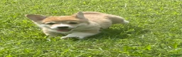 Corgi Pembroke cani in vendita: All.PAPILOVIT  - Annuncio 5