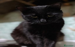 Meticcio gatti in regalo: Gatti gratis - Immagine 4