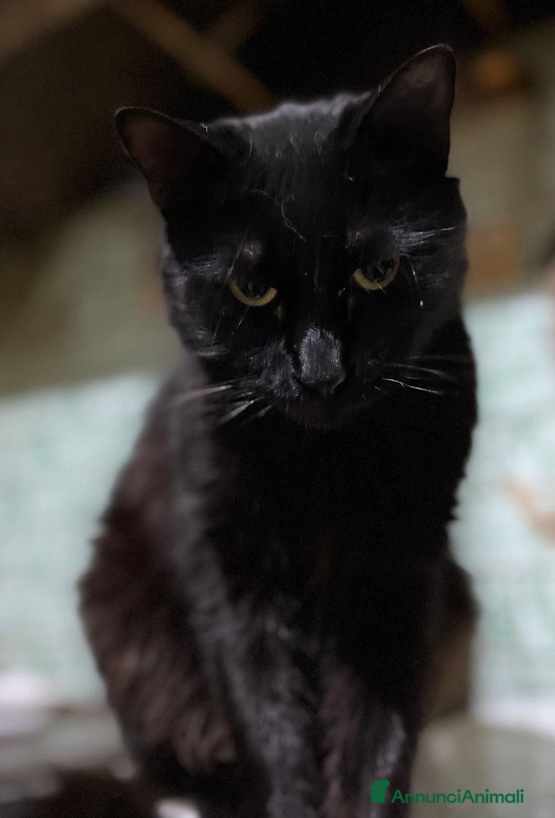 Meticcio gatti in regalo: Gatti gratis - Immagine 4