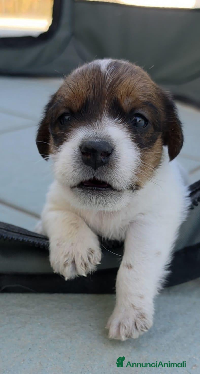 Jack Russell cani Cuccioli Jack Russell broken/ruvidi con pedigree - Annuncio 2