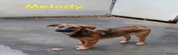 Meticcio cani in regalo: Melody e Bea dolcissime cucciole in adozione - Annuncio 7