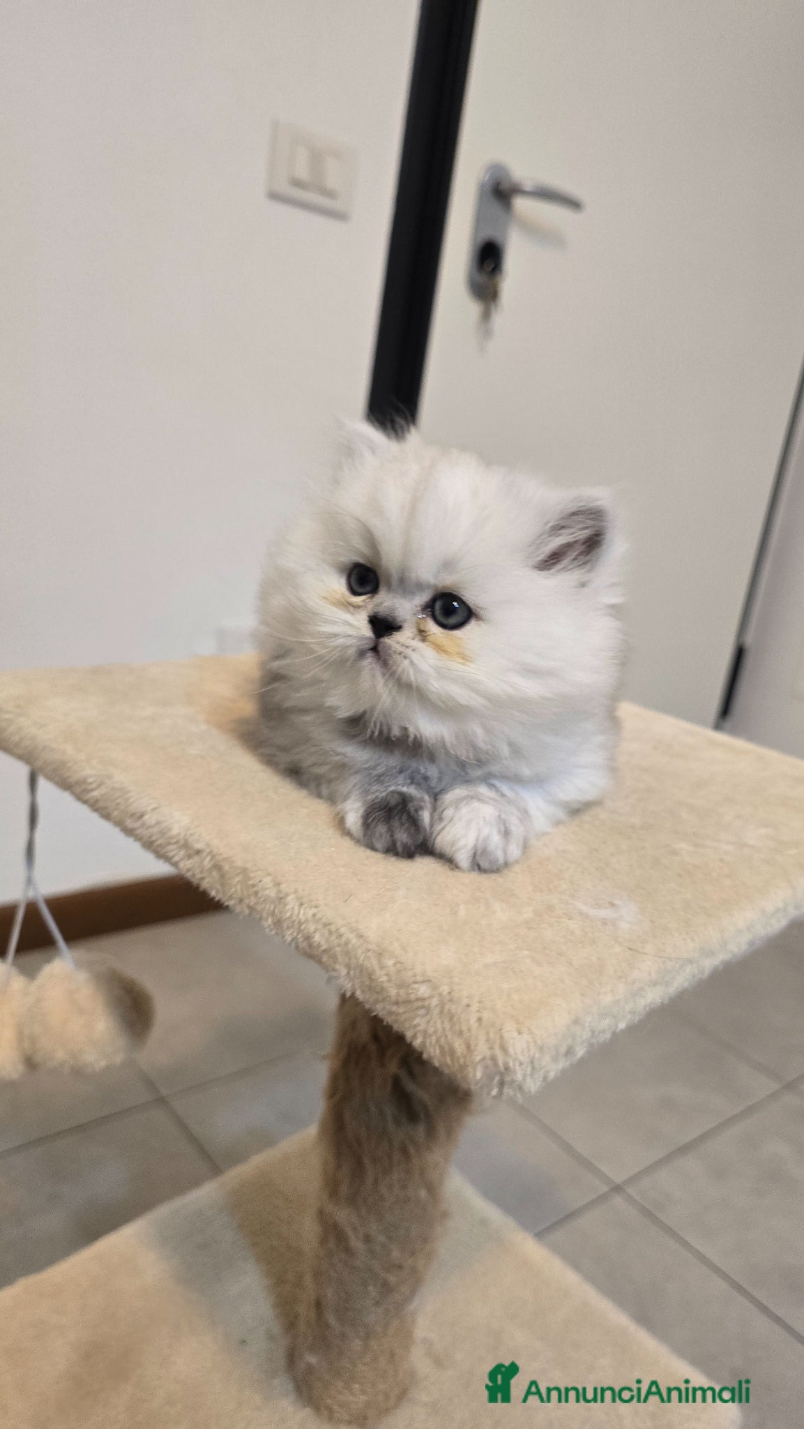 Persiano gatti Vendo cuccioli di Persiano Chinchilla Silver  - Annuncio 9
