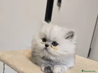 Persiano gatti Vendo cuccioli di Persiano Chinchilla Silver - Annuncio 5