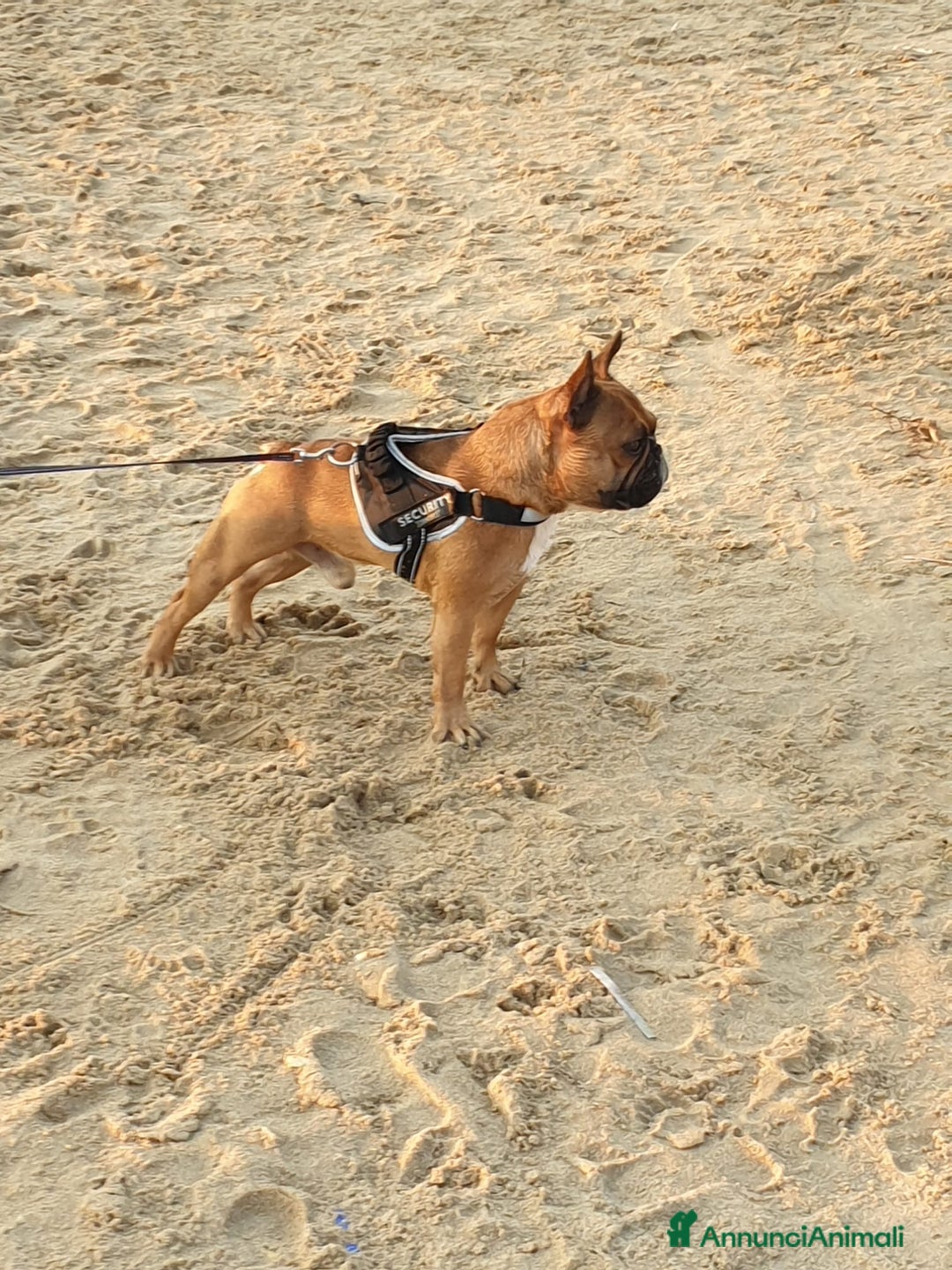 Bulldog Francese cani per accoppiamento: Nico in cerca di una fidanzatina  - Annuncio 8