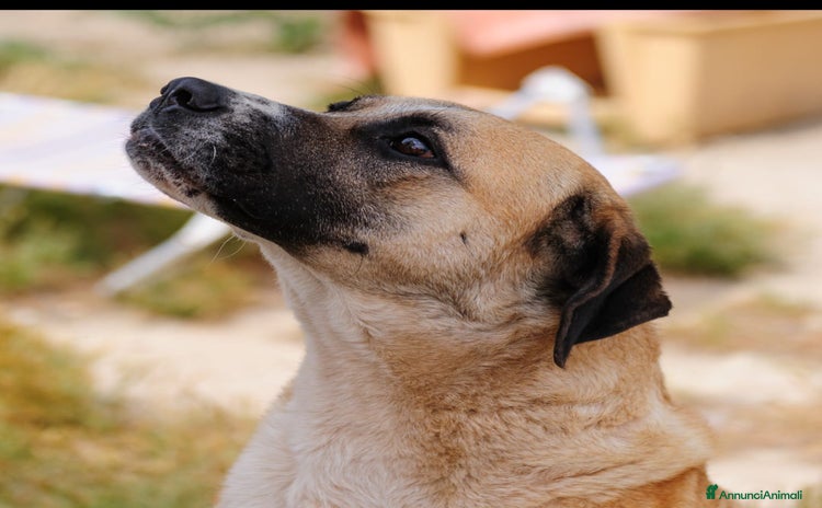 Altre razze cani a Provincia di Bergamo - Annuncio 15