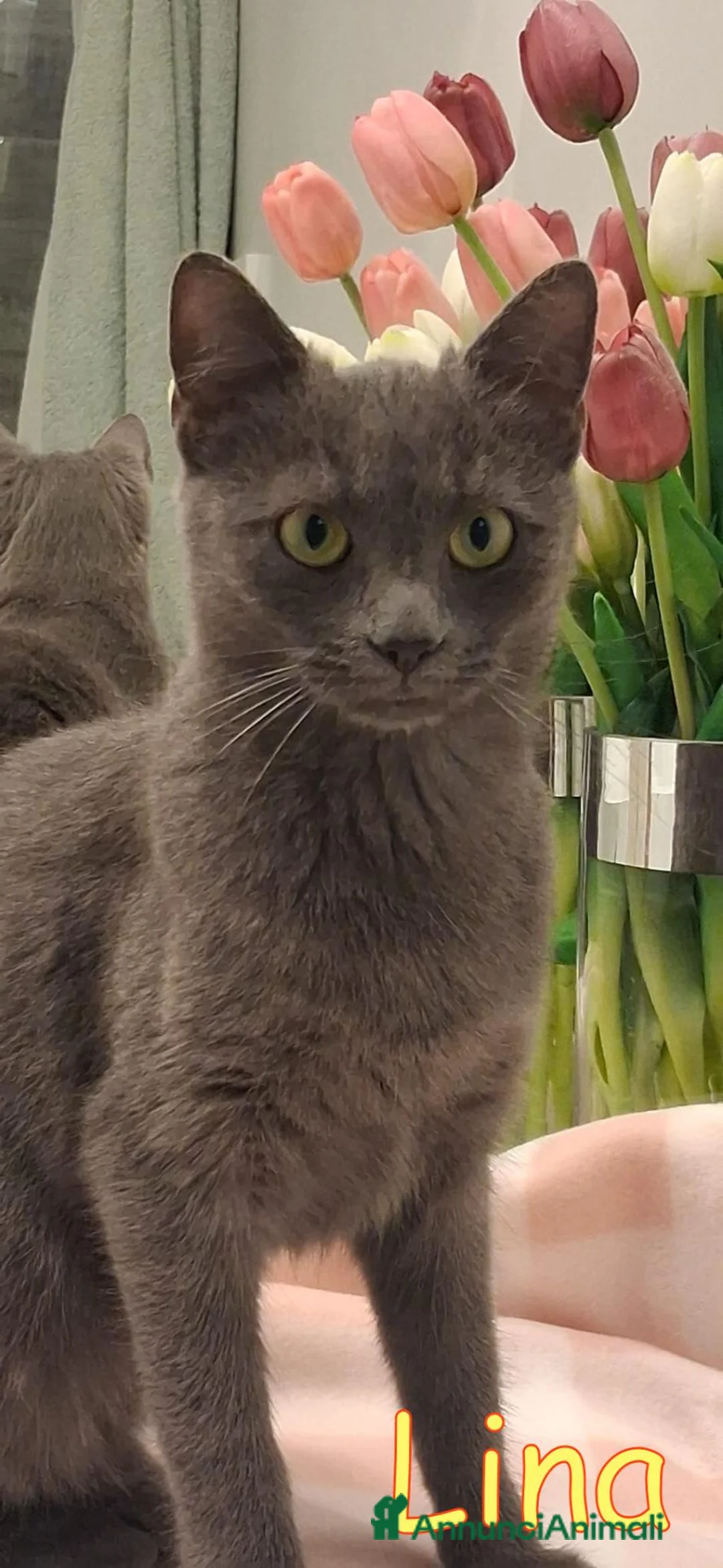 Certosino gatti in regalo: LINA GATTINA SIMILCERTOSINA   - Annuncio 1