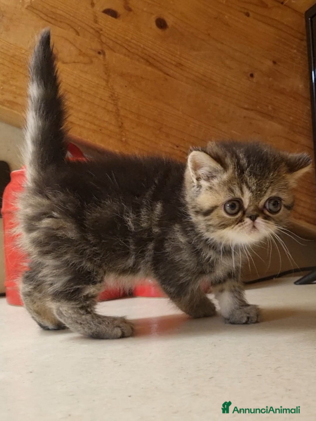 Exotic Shorthair gatti in vendita: Rumba - Annuncio 1