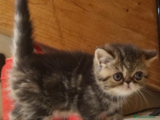 Exotic Shorthair gatti Rumba - Annuncio 1