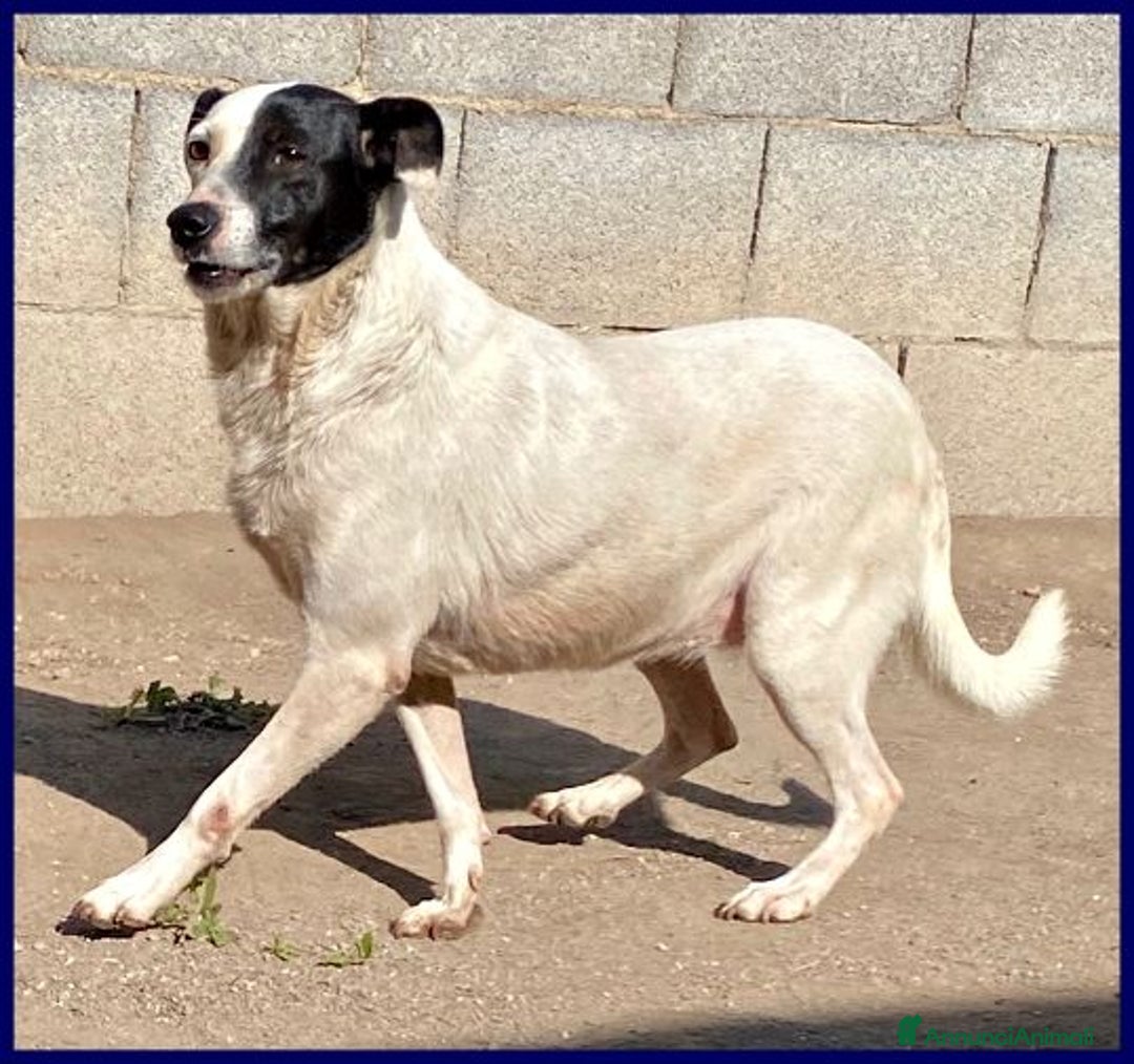 Meticcio cani in regalo: MASCIA bella e particolare!Timidina tg mediopicc. - Annuncio 4