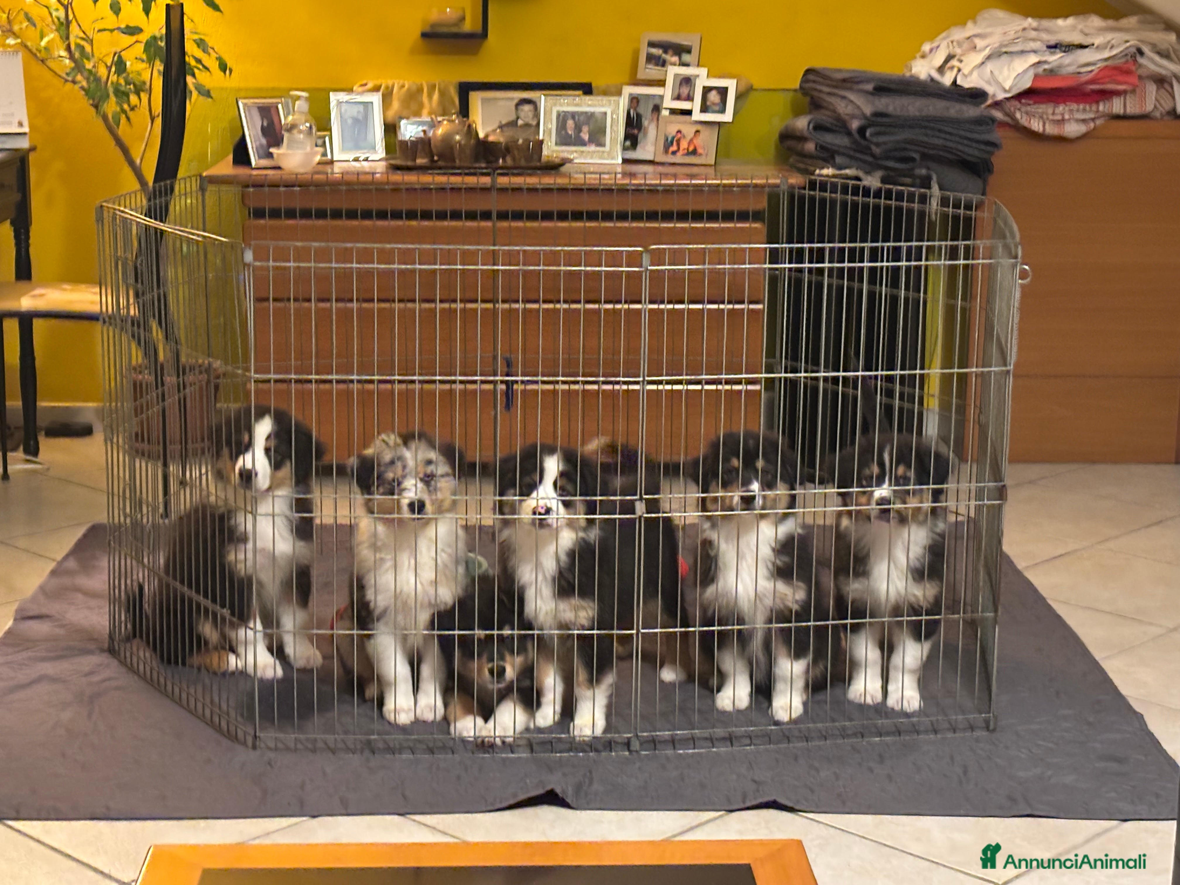 Australian Shepherd cani Cuccioli di pastore australiano  - Annuncio 7