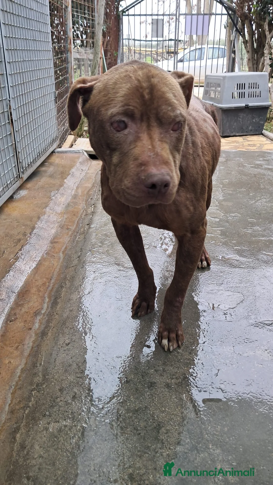 Pitbull cani in regalo: ADOZ.DEL💔cieco x lesh, buono anchese maltrattato! - Annuncio 7