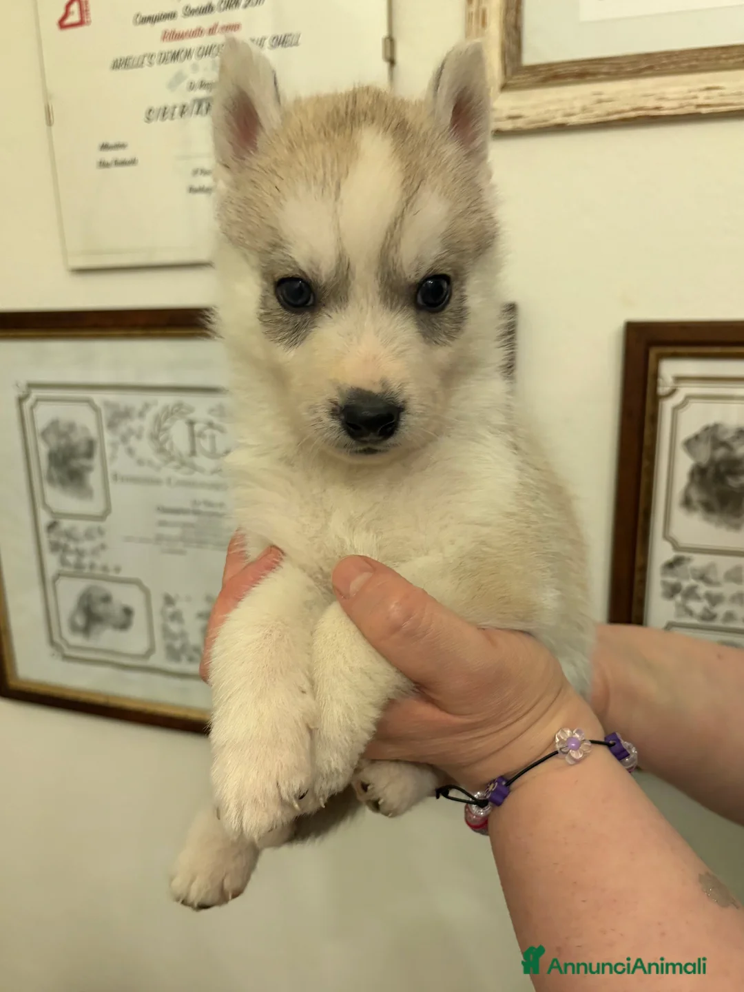 Husky cani in vendita: Siberian Husky, cuccioli alta genealogia a Provincia di Ravenna - Annuncio 2
