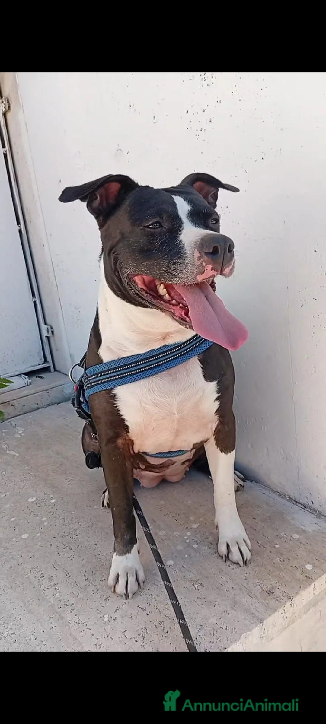 American Staffordshire cani in regalo: UN AIUTO PER BELLA, MERAVIGLIOSA CREATURA CERCA TE - Annuncio 4