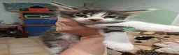 Maine Coon gatti in vendita: Gattini Maine Coon cercano famiglie a Libero consorzio comunale di Agrigento - Annuncio 9