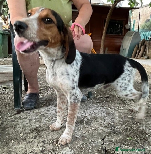 Meticcio cani Ulisse mix Beagle 2anni medio piccolo SICILIA SOS - Annuncio 7
