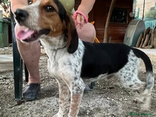 Meticcio cani Ulisse mix Beagle 2anni medio piccolo SICILIA SOS - Annuncio 7