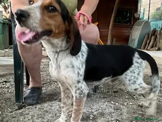 Meticcio cani Ulisse mix Beagle 2anni medio piccolo SICILIA SOS - Annuncio 32