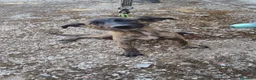 Meticcio cani in regalo: BIRBA, YUMA E BIMBA - Annuncio 2