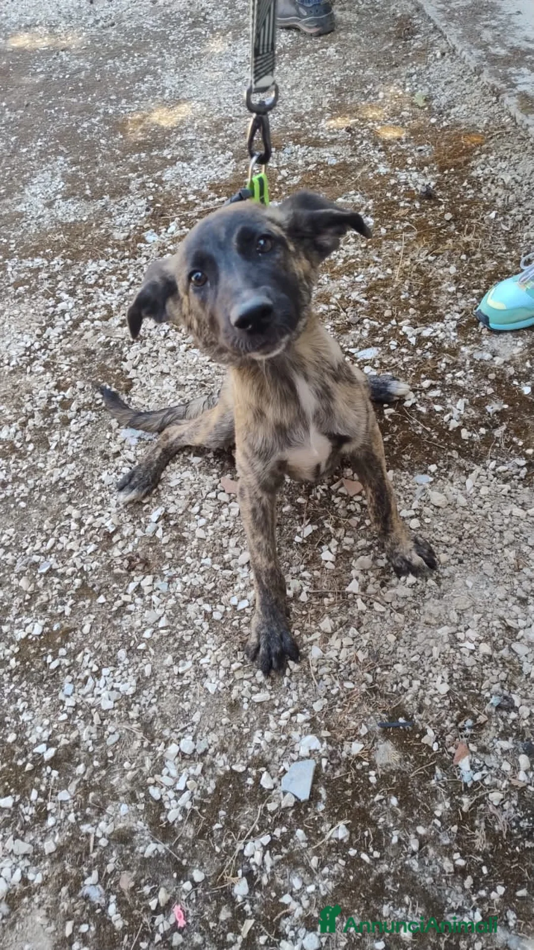Meticcio cani in regalo: BIRBA, YUMA E BIMBA - Annuncio 2