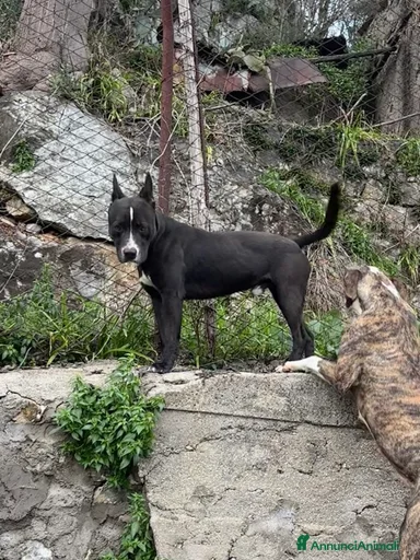 Immagine della galleria {{count}}