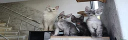 Maine Coon gatti in vendita: Cucciolo Maine Coon Black Smoke maschio  - Annuncio 4