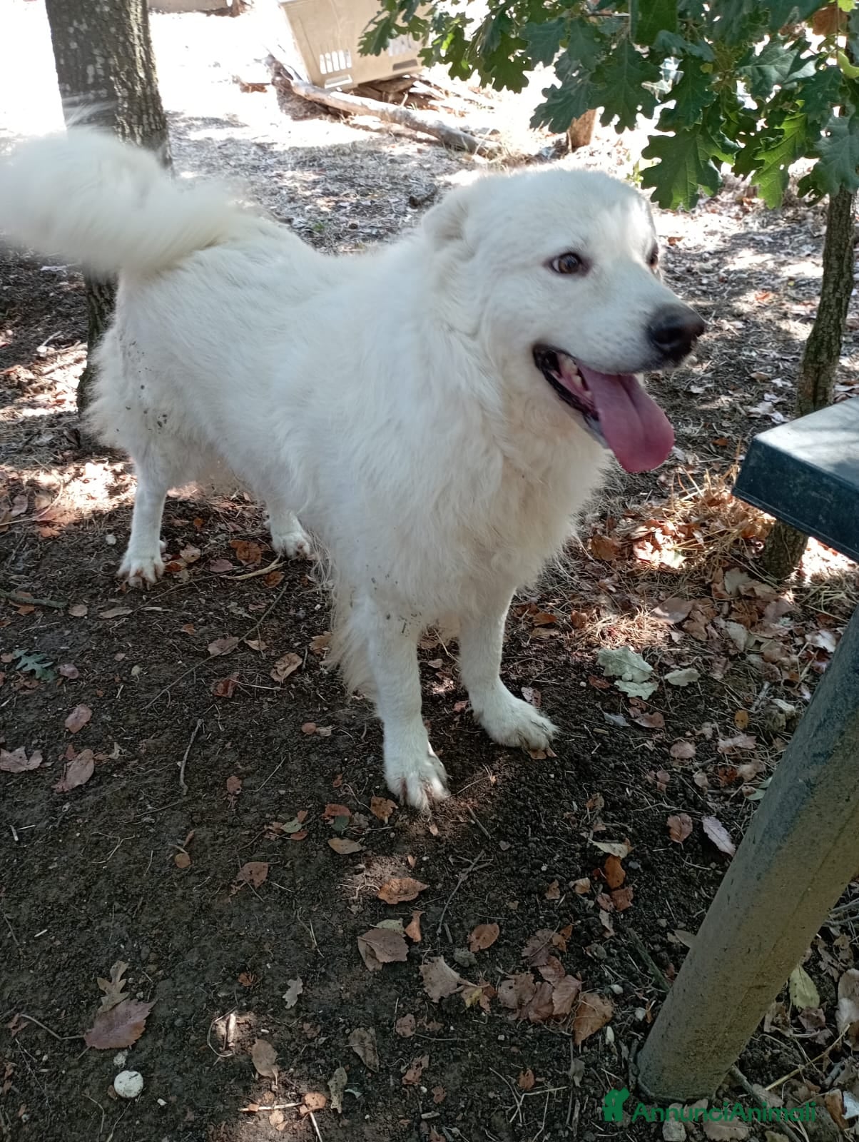 Meticcio cani 3 anni, carattere splendido, bello e simpatico  - Annuncio 16