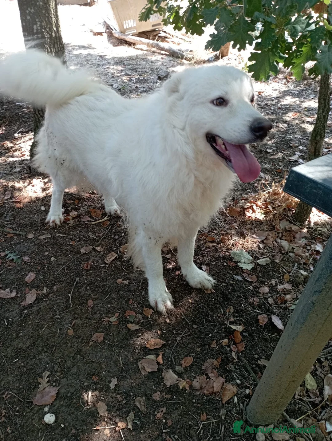Meticcio cani in regalo: 3 anni, carattere splendido, bello e simpatico  - Annuncio 1