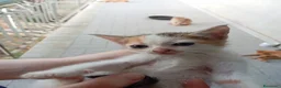 Meticcio gatti in regalo: Gattini - Annuncio 5