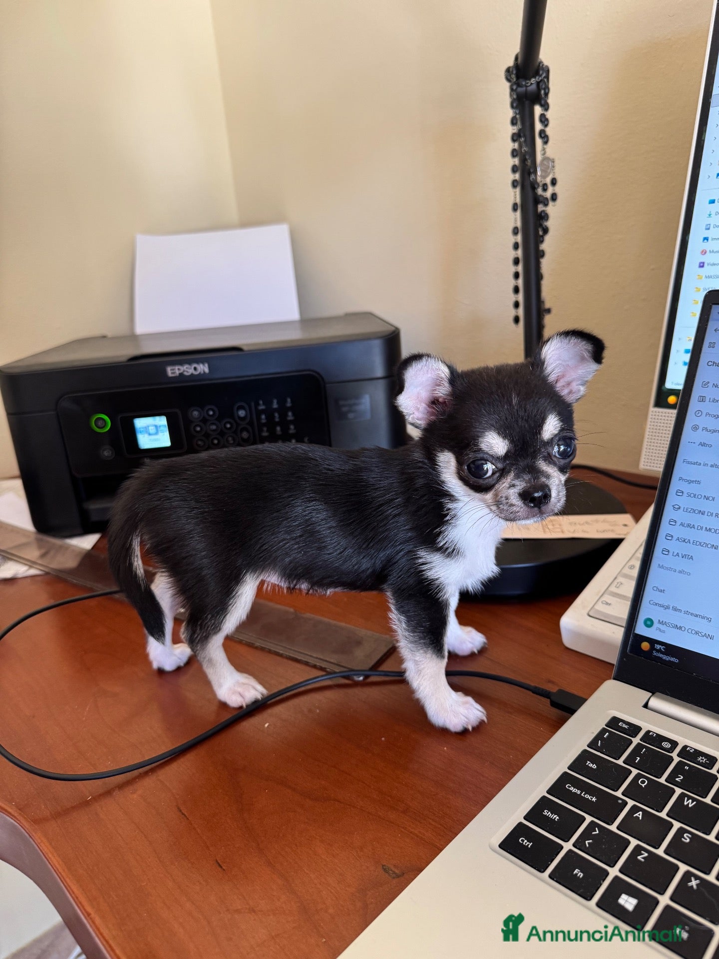 Chihuahua cani Cucciola Chihuahua femmina – dolcissima – - Annuncio 2